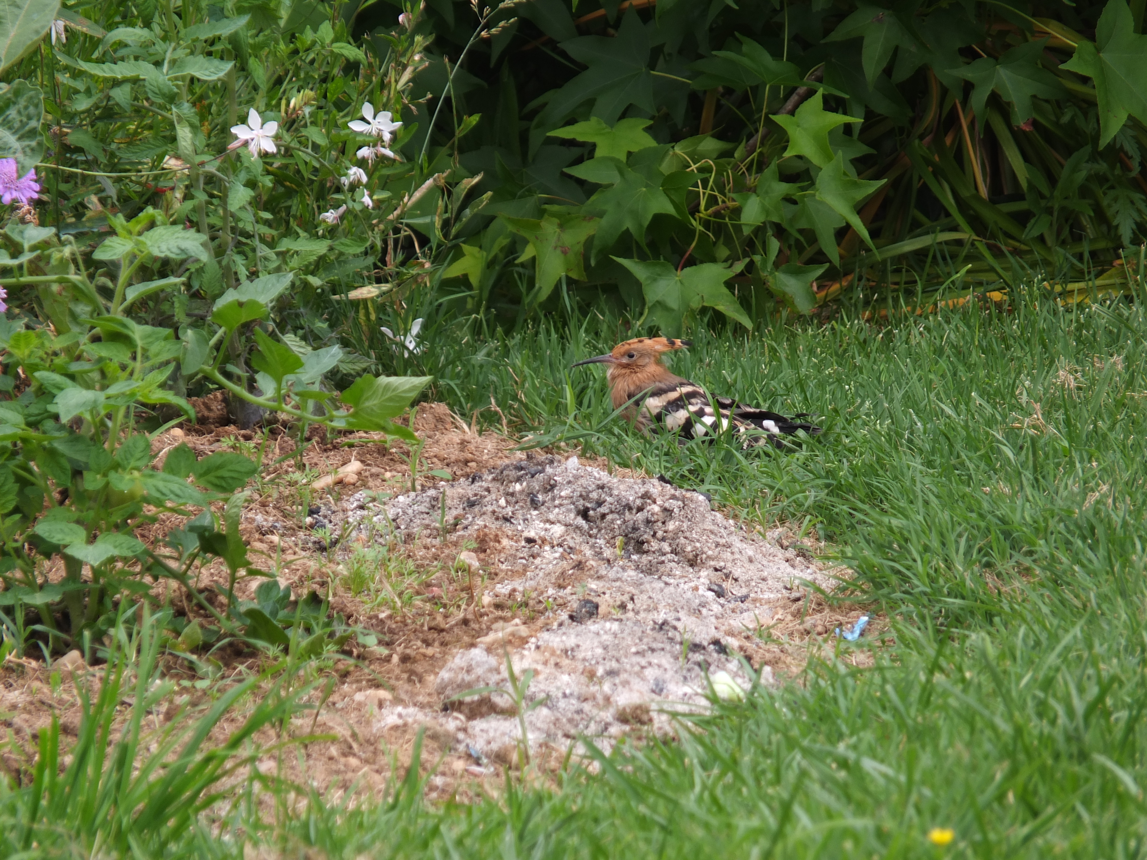 La nature dans un Refuge LPO